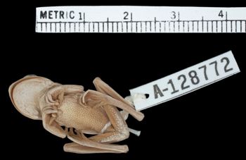 Media type: image;   Herpetology A-128772 Aspect: ventral